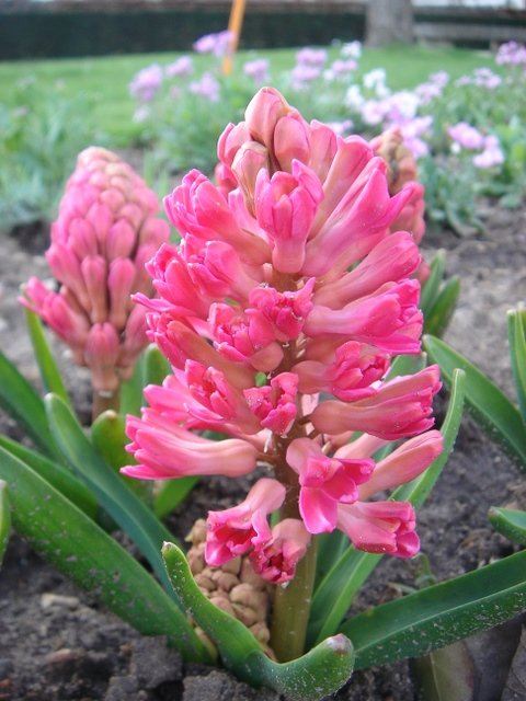 Hyacinthus orientalis 'Hollyhock'